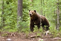 Brown Bear (Brun Bjørn)